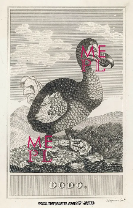  : Dodo. A DODO