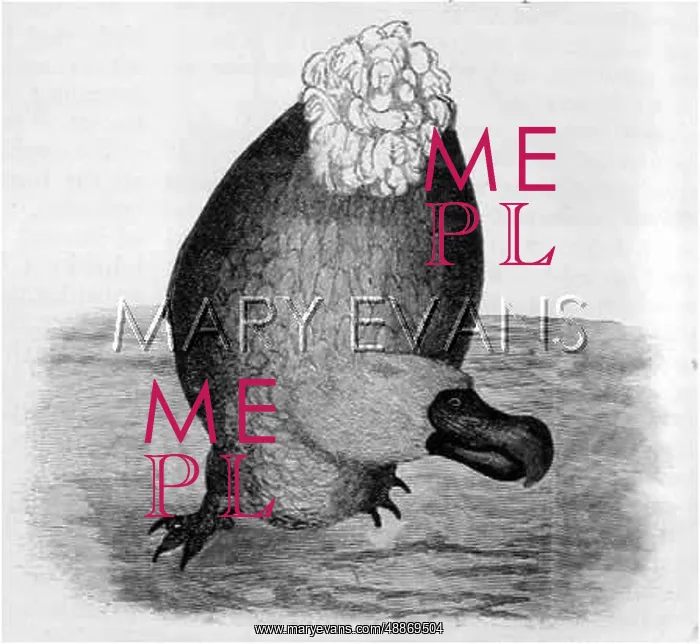  : Dodo. A DODO