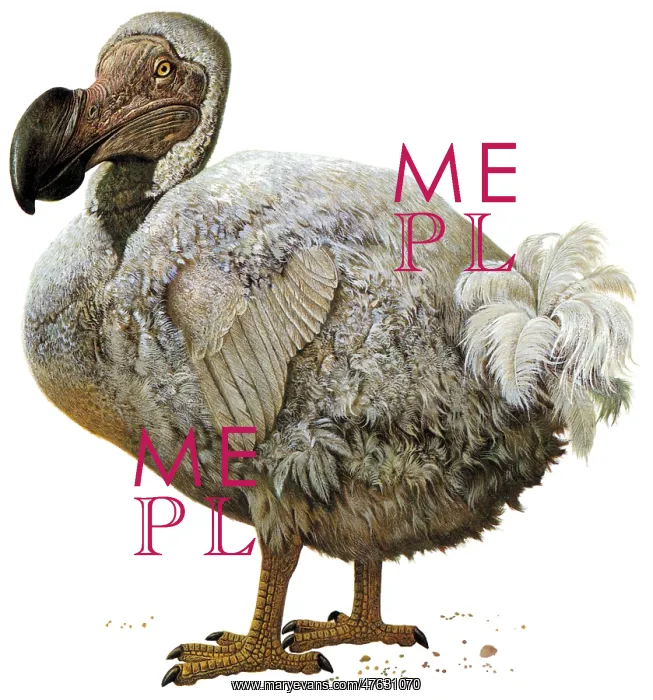 : Dodo bird, Raphus cucullatus : Dodo bird, Raphus cucullatus