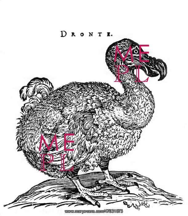 : Dodo bird, Raphus cucullatus. Engraving of the extinct dodo : Dodo bird, Raphus cucullatus. Engraving of the extinct dodo