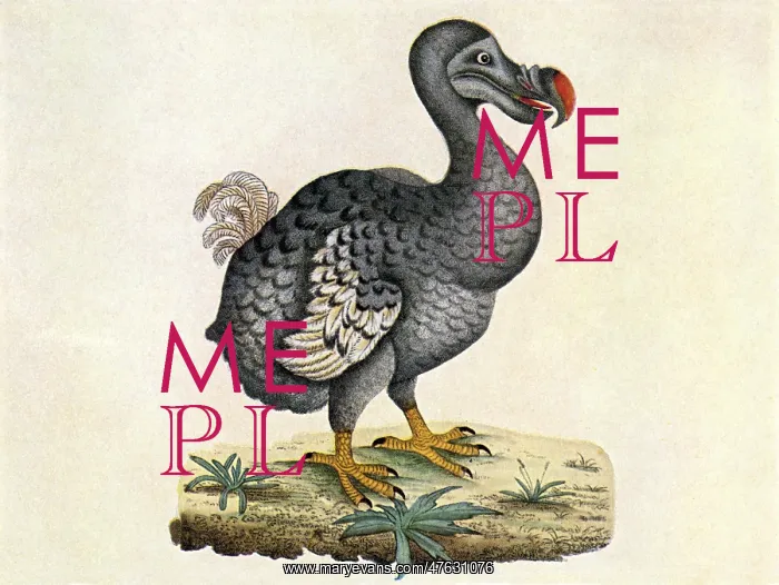 : Dodo bird, Raphus cucullatus. Illustration of the extinct dodo : Dodo bird, Raphus cucullatus. Illustration of the extinct dodo
