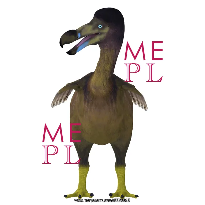  : Dodo bird, front view