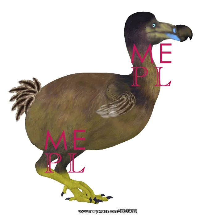  : Dodo bird, side view