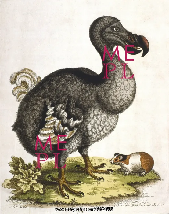 : Dodo - Didus ineptus, extinct bird from Madagascar : Dodo - Didus ineptus, extinct bird from Madagascar