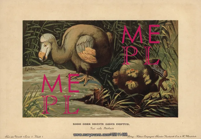 : Dodo, Didus ineptus or Raphus cucullatus : Dodo, Didus ineptus or Raphus cucullatus