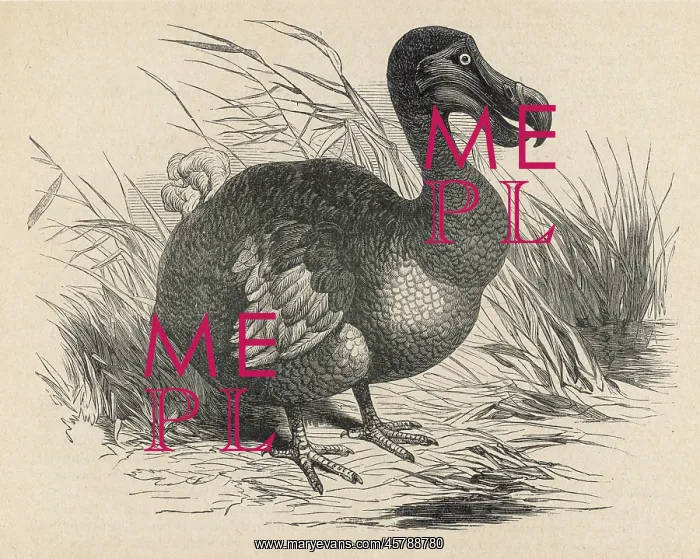  : Dodo, extinct bird