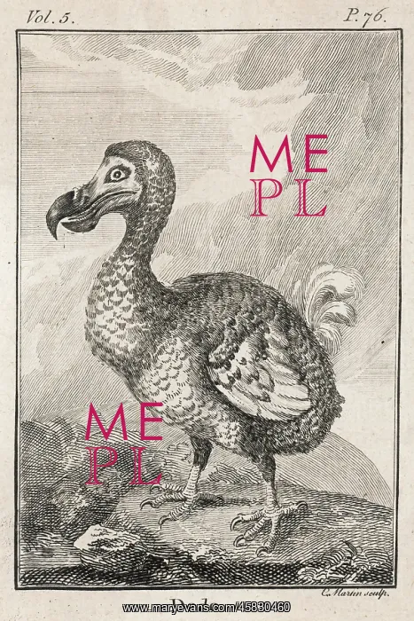  : Dodo, extinct bird