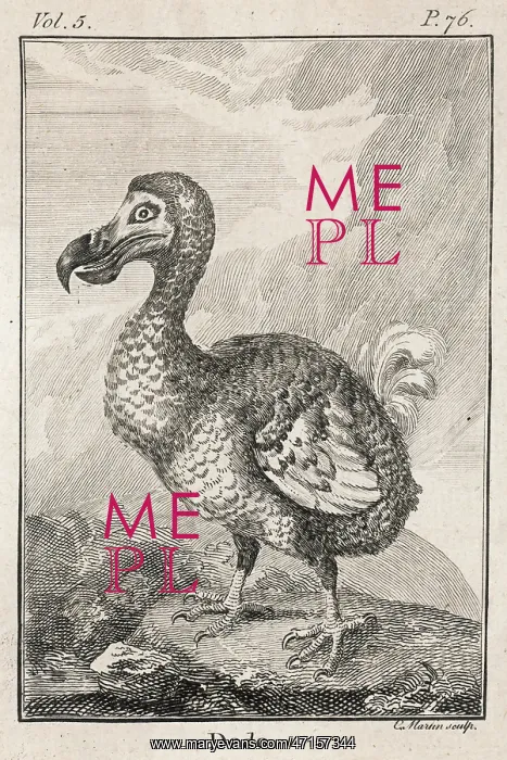  : Dodo, extinct bird