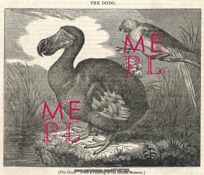  : Dodo, extinct bird