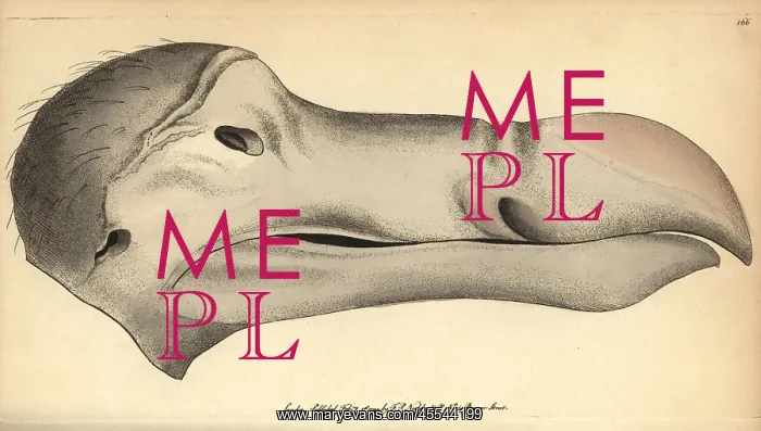 : Dodo head, Raphus cucullatus, Didus ineptus : Dodo head, Raphus cucullatus, Didus ineptus