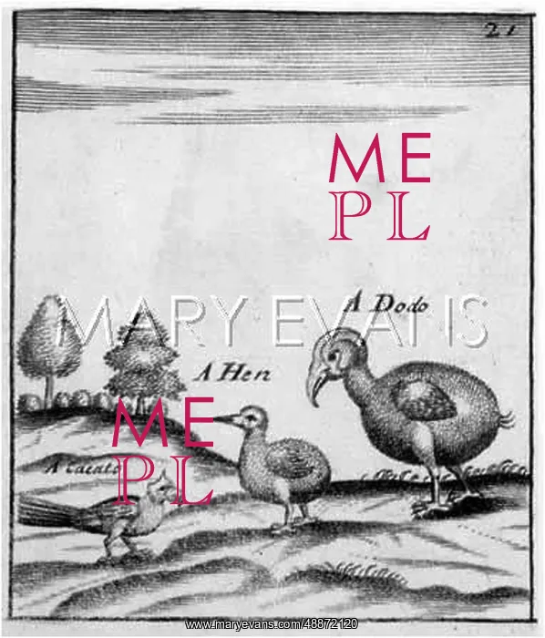  : Dodo with a hen and a cacato