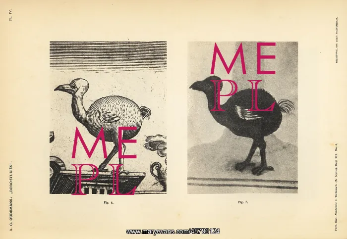 : Dodo of Iohan Theodor and Iohan Israel de : Dodo of Iohan Theodor and Iohan Israel de