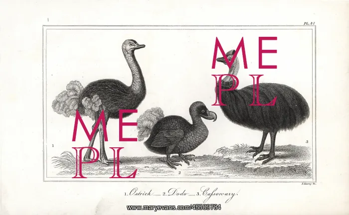 : Dodo, ostrich and cassowary : Dodo, ostrich and cassowary