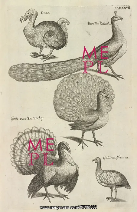 : Dodo, peacocks and turkeys : Dodo, peacocks and turkeys