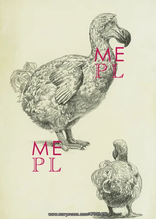 : Dodo - profile and rear studies : Dodo - profile and rear studies