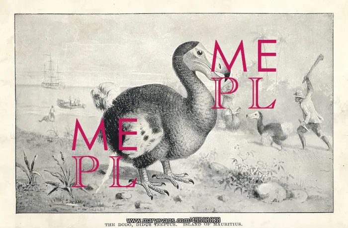 : Dodo, Raphus cucullatus : Dodo, Raphus cucullatus