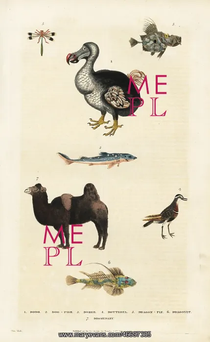 : Dodo, Raphus cucullatus, with camel, dragonfly and dogfish : Dodo, Raphus cucullatus, with camel, dragonfly and dogfish