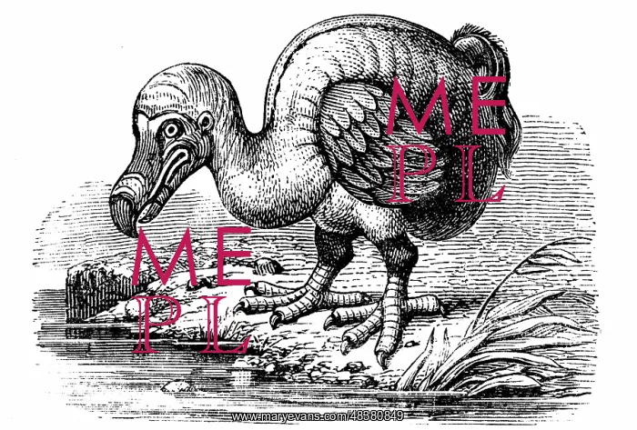 : Dodo - Raphus cucullatus, formerly Didus ineptus : Dodo - Raphus cucullatus, formerly Didus ineptus