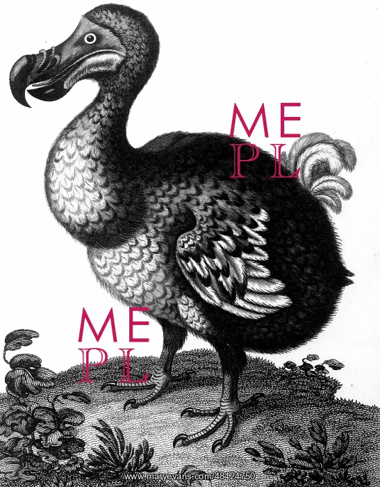 : Dodo - Raphus cucullatus, formerly Didus ineptus : Dodo - Raphus cucullatus, formerly Didus ineptus