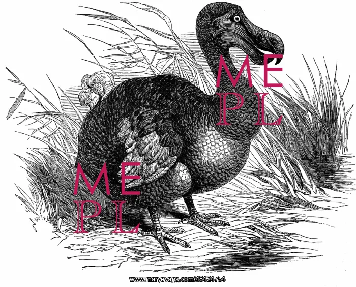 : Dodo - Raphus cucullatus, formerly Didus ineptus : Dodo - Raphus cucullatus, formerly Didus ineptus