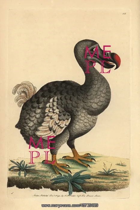 : Dodo, Raphus cucullatus, Didus ineptus, extinct : Dodo, Raphus cucullatus, Didus ineptus, extinct