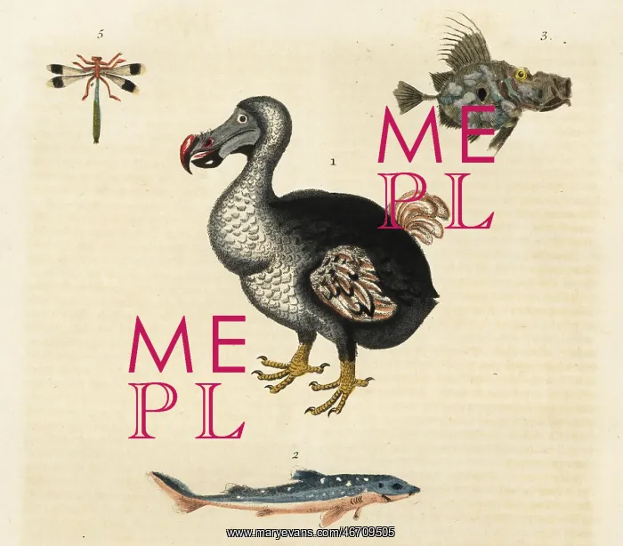 : Dodo, Raphus cucullatus, extinct : Dodo, Raphus cucullatus, extinct