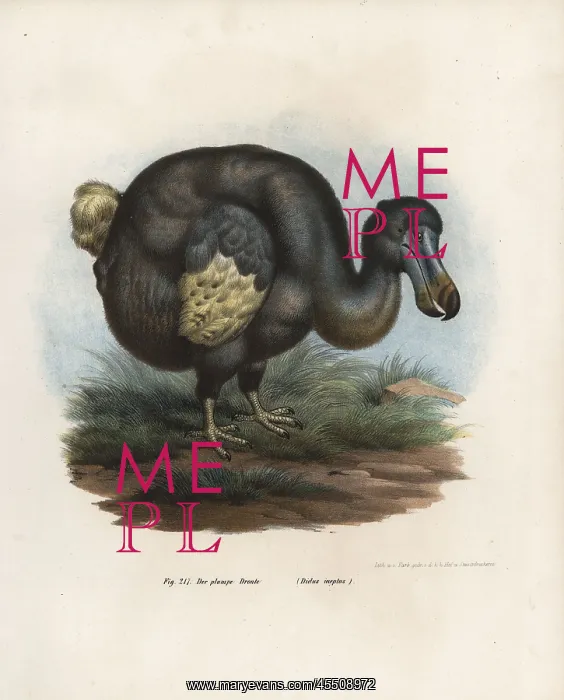 : Dodo, Raphus cucullatus, extinct bird : Dodo, Raphus cucullatus, extinct bird