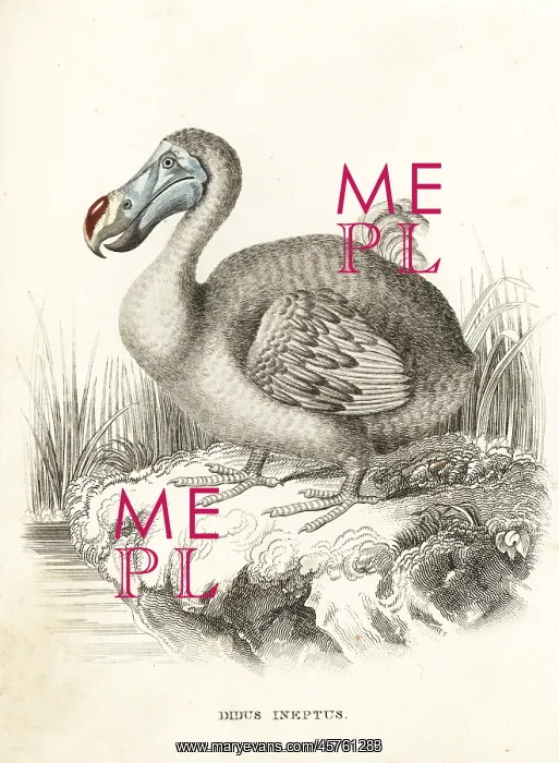 : Dodo, Raphus cucullatus, extinct flightless bird : Dodo, Raphus cucullatus, extinct flightless bird