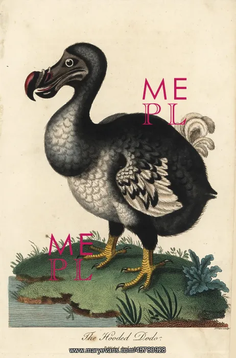 : Dodo, Raphus cucullatus, extinct flightless bird : Dodo, Raphus cucullatus, extinct flightless bird