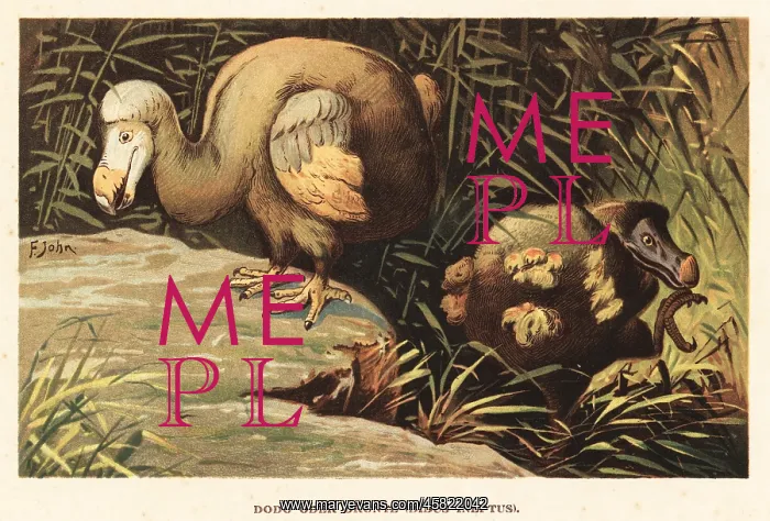 : Dodo, Raphus cucullatus, extinct flightless bird : Dodo, Raphus cucullatus, extinct flightless bird