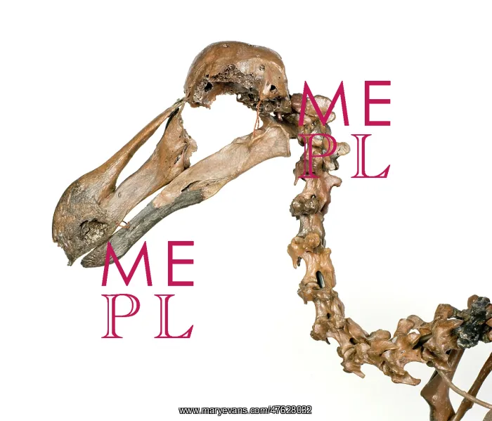 : Dodo skeleton, Raphus cucullatus : Dodo skeleton, Raphus cucullatus