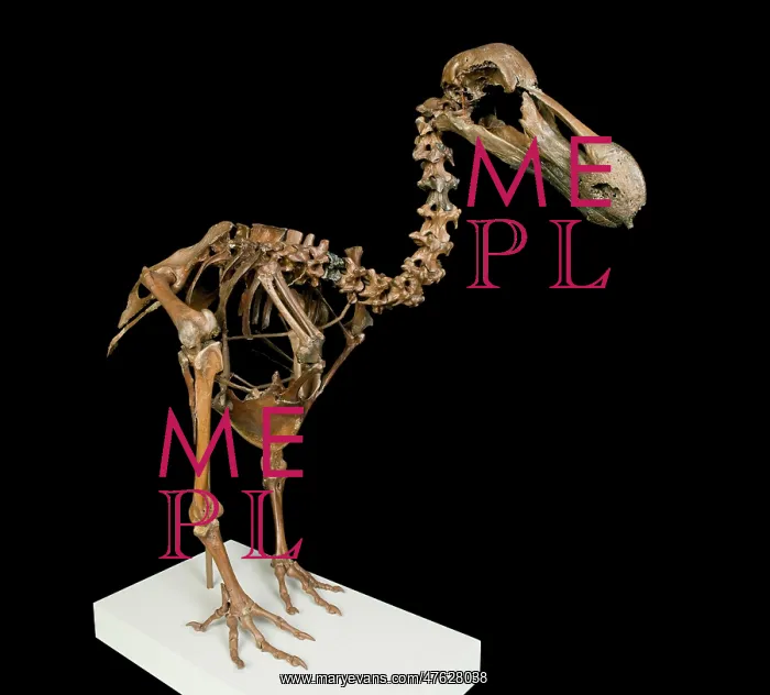 : Dodo skeleton, Raphus cucullatus : Dodo skeleton, Raphus cucullatus