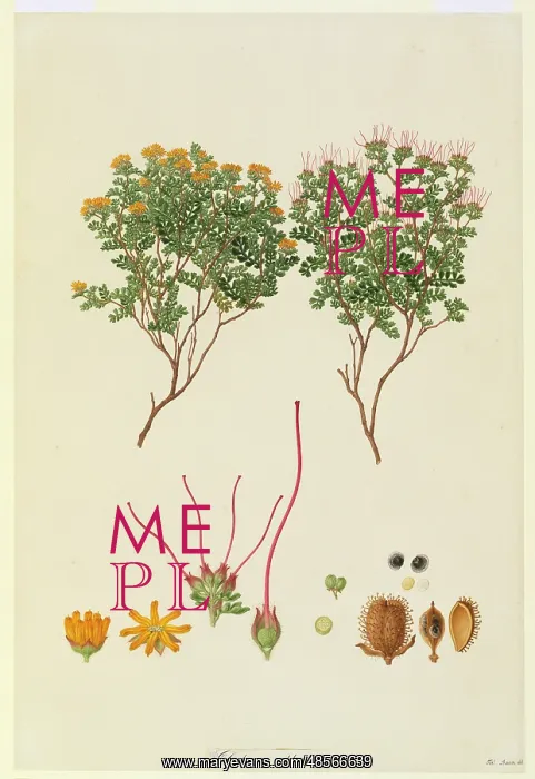 : Dodonaea humilis, dwarf hopbush : Dodonaea humilis, dwarf hopbush