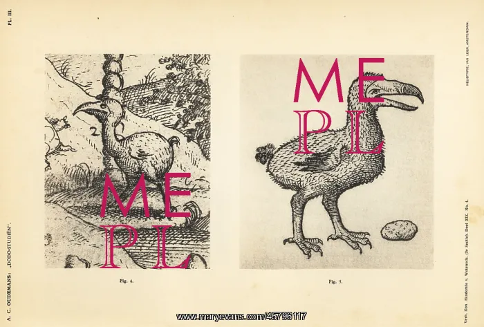 : Dodos of Jacob Cornelisz van Neck and Carolus Clusius : Dodos of Jacob Cornelisz van Neck and Carolus Clusius