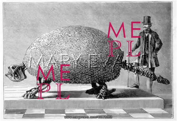 : DOEDICURUS