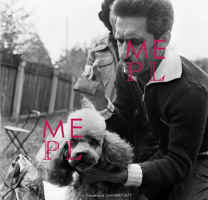 : Dog show. MOSCOW, USSR. June 1, 1979. A poodle and his owner at a dog show : Dog show. MOSCOW, USSR. June 1, 1979. A poodle and his owner at a dog show