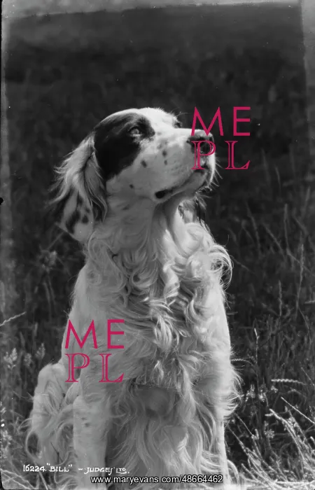 : Bill the Dog : Bill the Dog