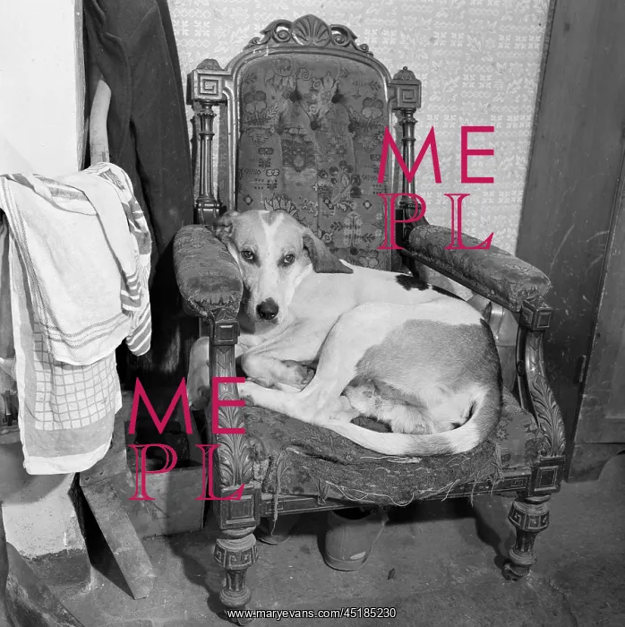 : Dog In An Armchair : Dog In An Armchair