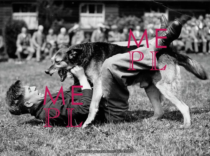 : Dog attack : Dog attack