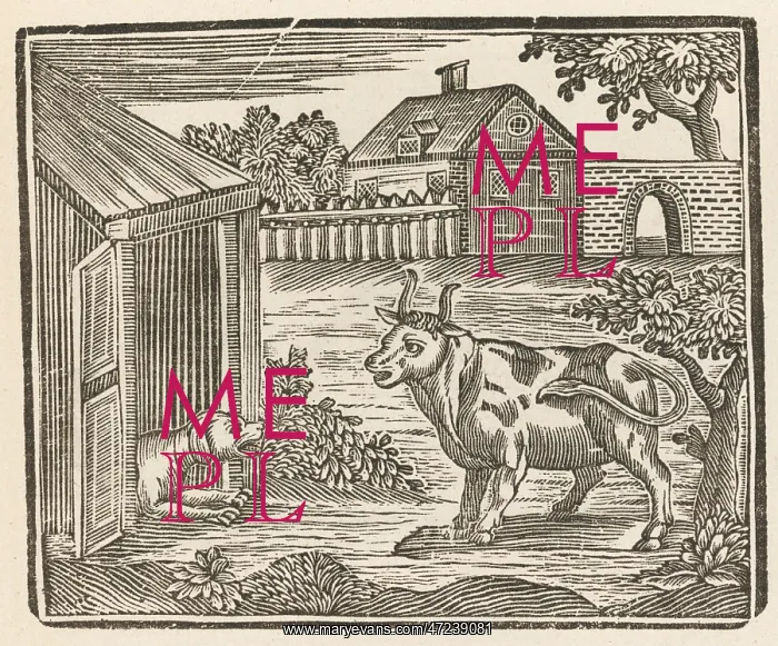  : DOG BARKS AT COW