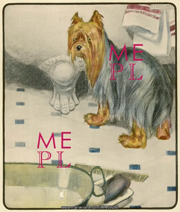 : A DOG AND HER BATH : A DOG AND HER BATH