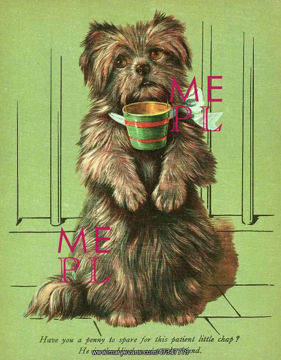  : DOG BEGGING WITH CUP