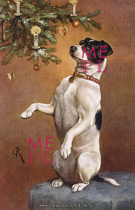 : DOG BEGS AT XMAS TREE