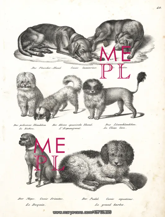 : Dog breeds including poodle, chow, pug, etc : Dog breeds including poodle, chow, pug, etc