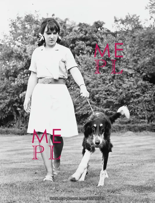 : DOG WITH BROKEN LEG : DOG WITH BROKEN LEG