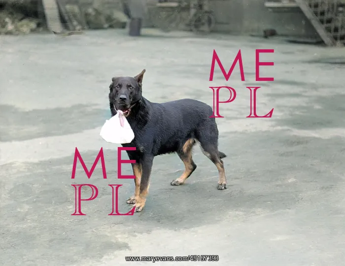 : DOG CARRYING A BAG : DOG CARRYING A BAG