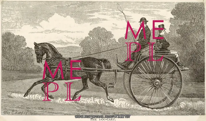 : DOG-CART. The backward facing seat has a box beneath it where you may put your dog : DOG-CART. The backward facing seat has a box beneath it where you may put your dog