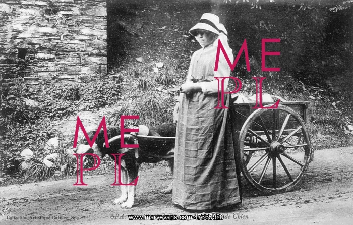 : DOG AND CART AND MAID : DOG AND CART AND MAID