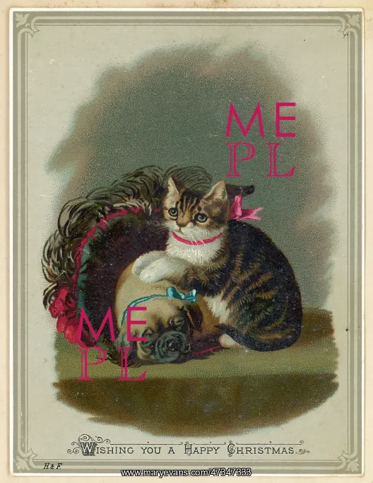 : DOG AND CAT : DOG AND CAT