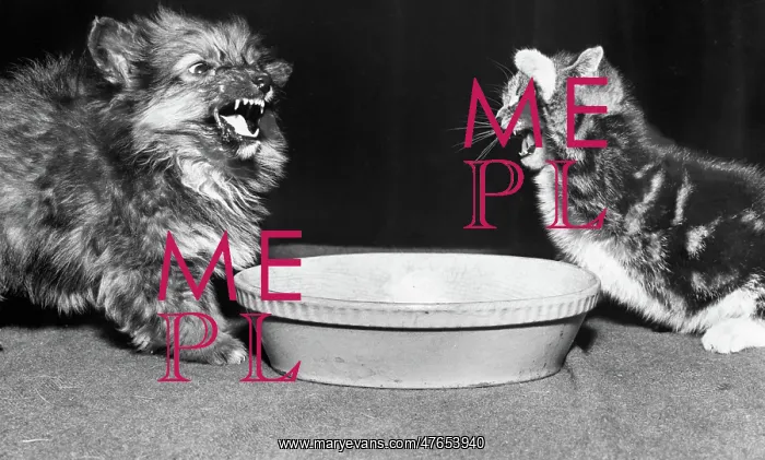 : Dog and cat with a bowl : Dog and cat with a bowl